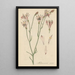 Alstroemeria rosea - William Jackson Hooker — framed artwork on a wall