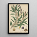Andromeda salicifolia - William Jackson Hooker — framed artwork on a wall