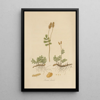 William Jackson Hooker - Anemia humilis.webp
