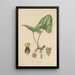 Asarum arifolium - William Jackson Hooker — framed artwork on a wall