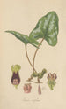Asarum arifolium - William Jackson Hooker — artwork view