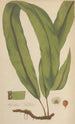 Aspidium Wallichii - William Jackson Hooker — artwork view