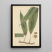 Aspidium nodosum - William Jackson Hooker — framed artwork on a wall