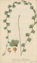 Asplenium flabelliforme - William Jackson Hooker — artwork view