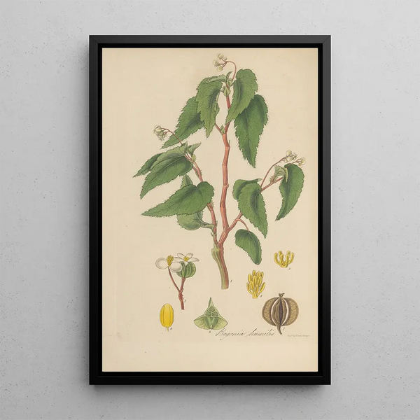 William Jackson Hooker - Begonia humilis.webp