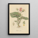 Begonia picta - William Jackson Hooker — framed artwork on a wall