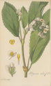 Begonia ulmifolia - William Jackson Hooker — artwork view