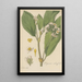 Begonia ulmifolia - William Jackson Hooker — framed artwork on a wall