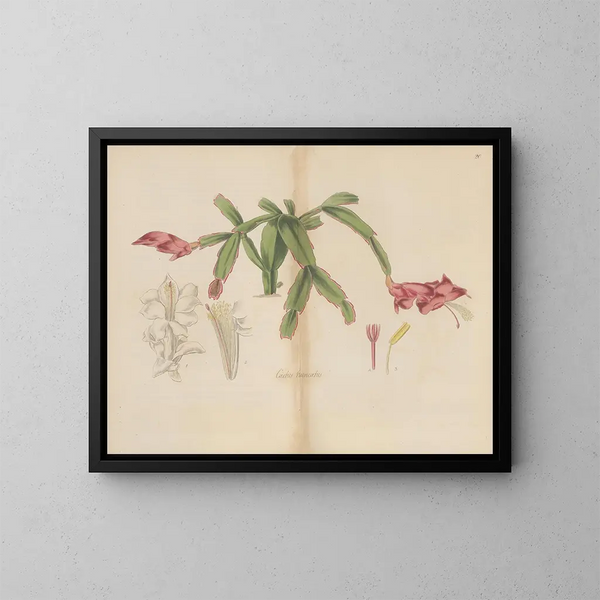 Cactus tronqué - William Jackson Hooker — ingelijst kunstwerk aan de muur