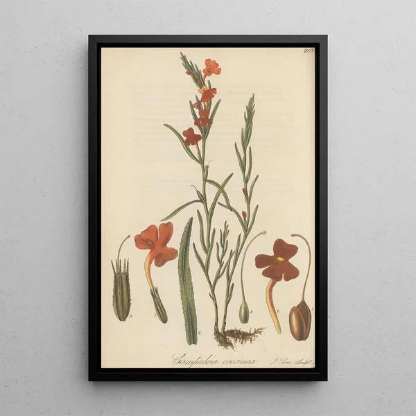 William Jackson Hooker - Campuleia coccinea.webp