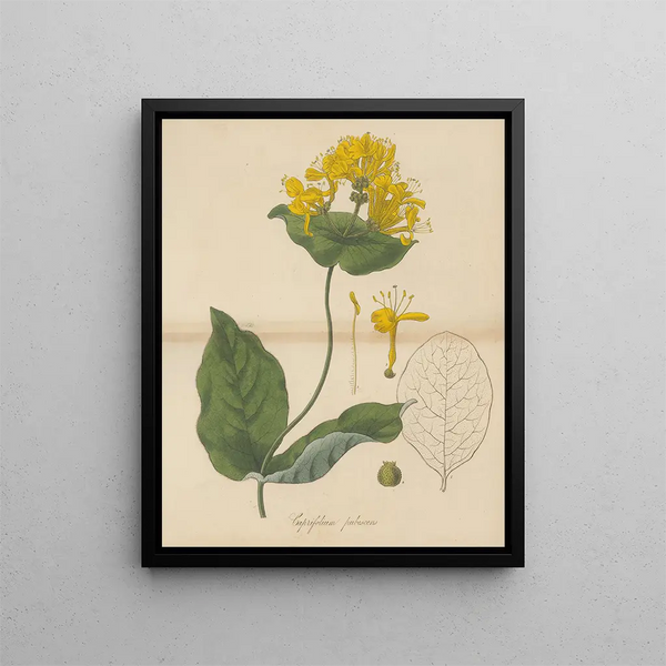 William Jackson Hooker - Caprifolium pubescens.webp