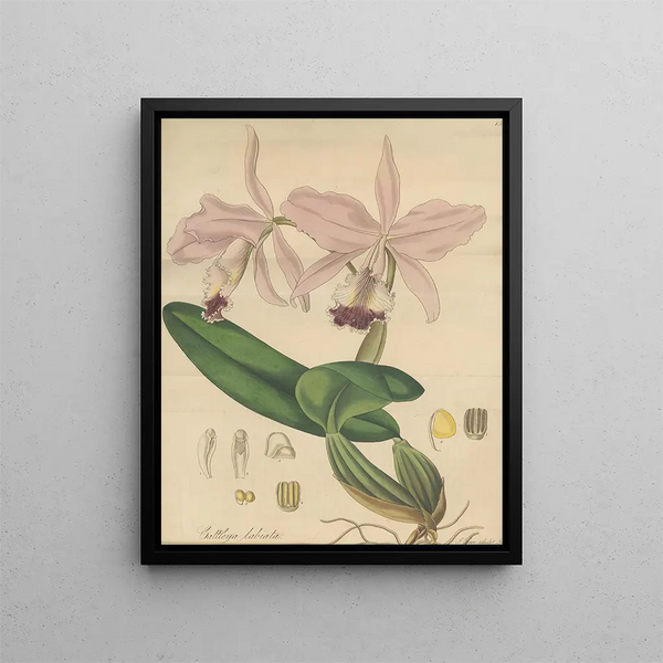 William Jackson Hooker - Cattleya labiata.webp