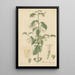 Chiococca racemosa - William Jackson Hooker — framed artwork on a wall