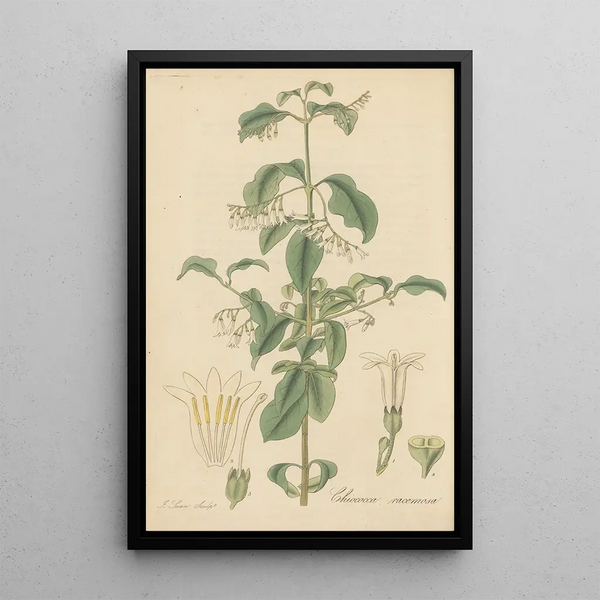 William Jackson Hooker - Chiococca racemosa.webp