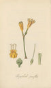 Chrysiphiala pauciflora - William Jackson Hooker — weergave van het kunstwerk
