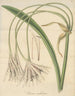 Crinum undulatum - William Jackson Hooker — weergave van het kunstwerk