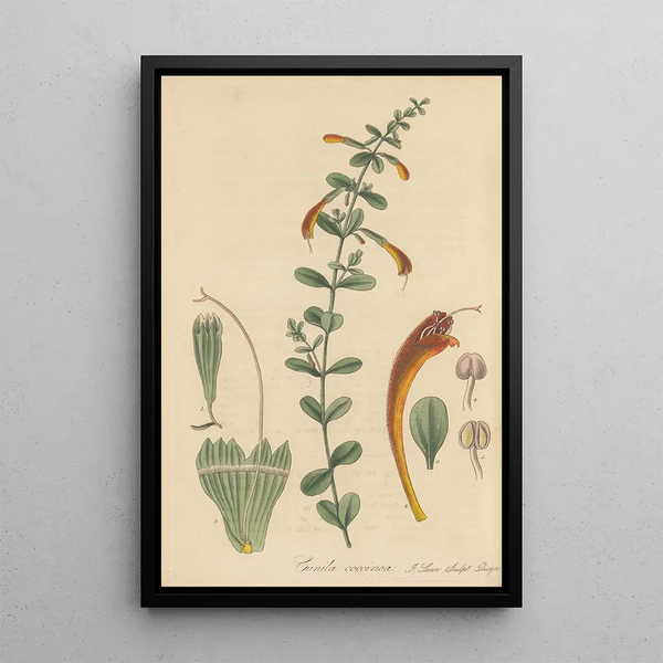 William Jackson Hooker - Cunila coccinea.webp