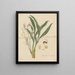 Cymbidium lancifolium - William Jackson Hooker — ingelijst kunstwerk aan de muur