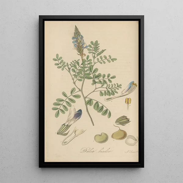 William Jackson Hooker - Dalea bicolor.webp