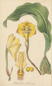 Dendrobium harrisoniae - William Jackson Hooker — artwork view