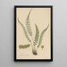 Doodia caudata - William Jackson Hooker — ingelijst kunstwerk aan de muur
