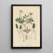 Dryas integrifolia - William Jackson Hooker — ingelijst kunstwerk aan de muur