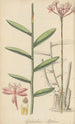 Epidendrum ellipticum schilderij - William Jackson Hooker — weergave van het kunstwerk
