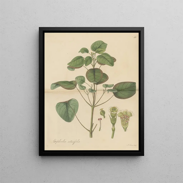 William Jackson Hooker - Euphorbia cotinifolia.webp