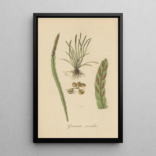 William Jackson Hooker - Grammitis serrulata.webp