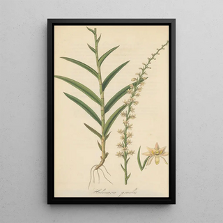 William Jackson Hooker - Habenaria gracilis.webp