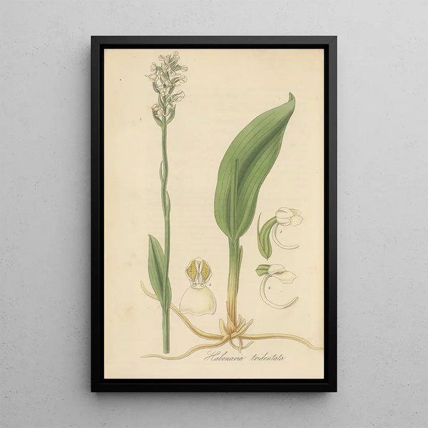 William Jackson Hooker - Habenaria tridentata.webp