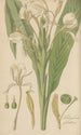 Hedychium spicatum - William Jackson Hooker — weergave van het kunstwerk