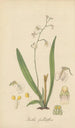 Iantha pallidiflora - William Jackson Hooker — weergave van het kunstwerk