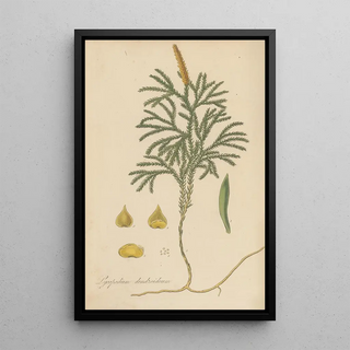William Jackson Hooker - Lycopodium dendroideum.webp