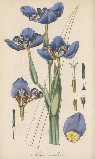 William Jackson Hooker - Marica coerulea.webp