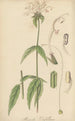 Monarda russelliana - William Jackson Hooker — weergave van het kunstwerk