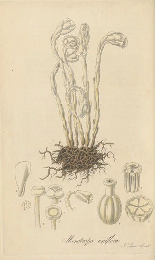 William Jackson Hooker - Monotropa uniflora.webp