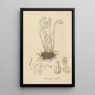 William Jackson Hooker - Monotropa uniflora.webp