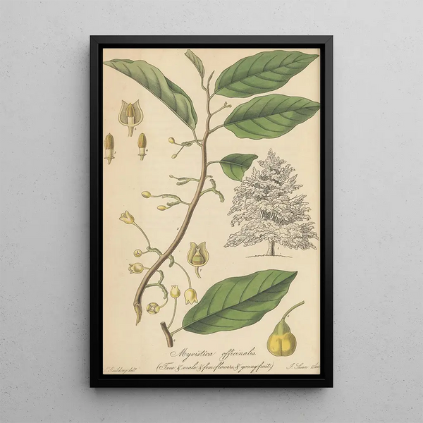 William Jackson Hooker - Myristica Officinalis.webp