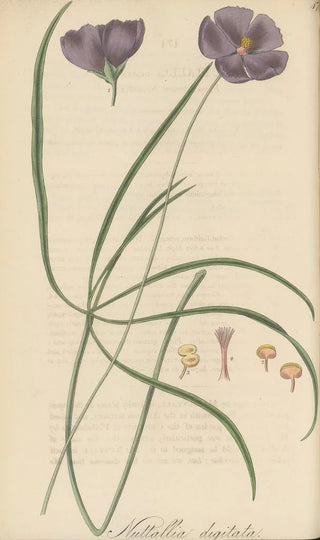 William Jackson Hooker - Nuttallia digitata.webp
