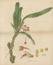 Ornithidium cramoisi - William Jackson Hooker — weergave van het kunstwerk