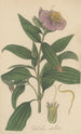 Osbeckia stellata - William Jackson Hooker — weergave van het kunstwerk