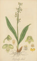 Polystachia luteola - William Jackson Hooker — artwork view