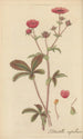 Potentilla nepalensis painting - William Jackson Hooker — artwork view