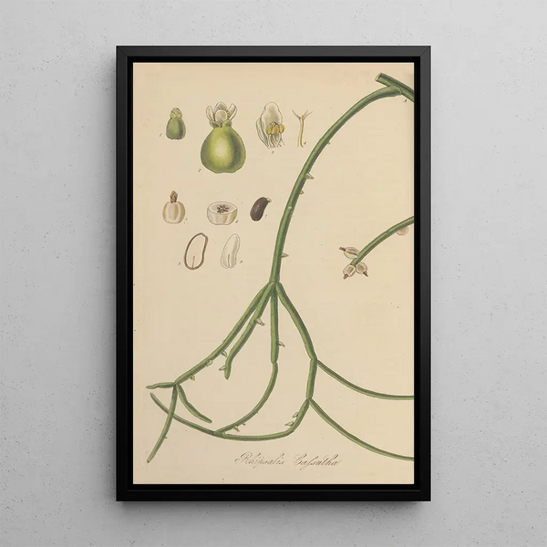 William Jackson Hooker - Rhipsalis Cassutha.webp