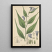 Ruellia anisophylla - William Jackson Hooker — framed artwork on a wall