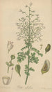 Ruta albiflora - William Jackson Hooker — weergave van het kunstwerk