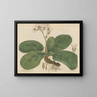 William Jackson Hooker - Saxifraga ligulata.webp