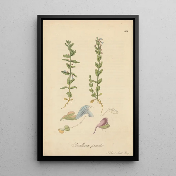 William Jackson Hooker - Scutellaria parvula.webp