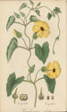 Thunbergia alata - William Jackson Hooker — weergave van het kunstwerk